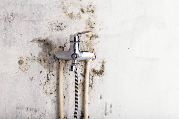 Best Commercial Mold Removal  in Franklin Grove, IL