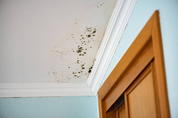 Office Mold Removal Services in Franklin Grove, IL