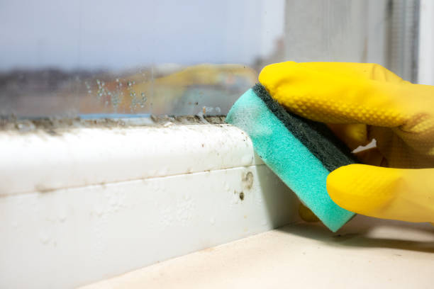 Best Mold Cleaning Services  in Franklin Grove, IL
