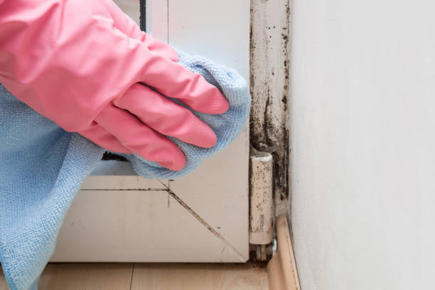 Best Toxic Mold Removal  in Franklin Grove, IL