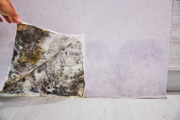 Best Mold Damage Repair  in Franklin Grove, IL
